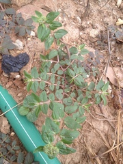 Euphorbia ophthalmica
