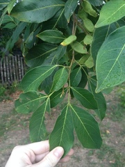 Inga marginata