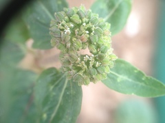 Euphorbia ophthalmica