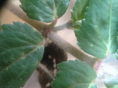 Euphorbia ophthalmica