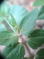 Euphorbia ophthalmica