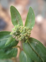 Euphorbia ophthalmica