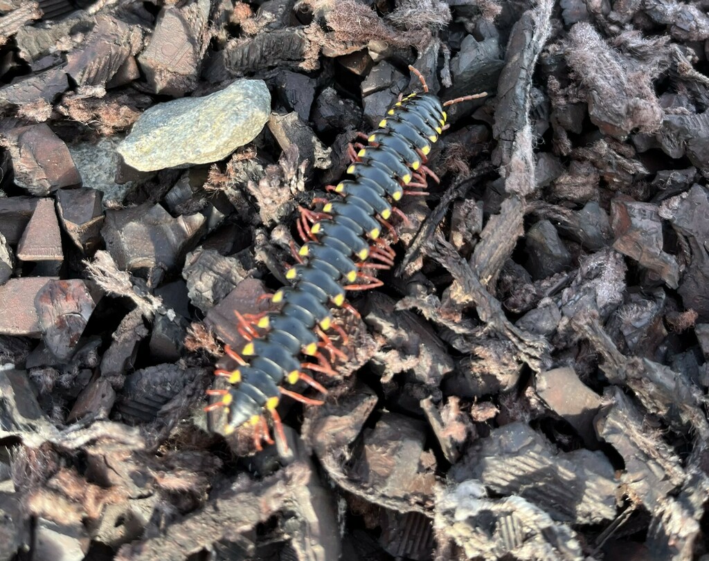 Flat Backed Millipedes From Panama City Panama On August At