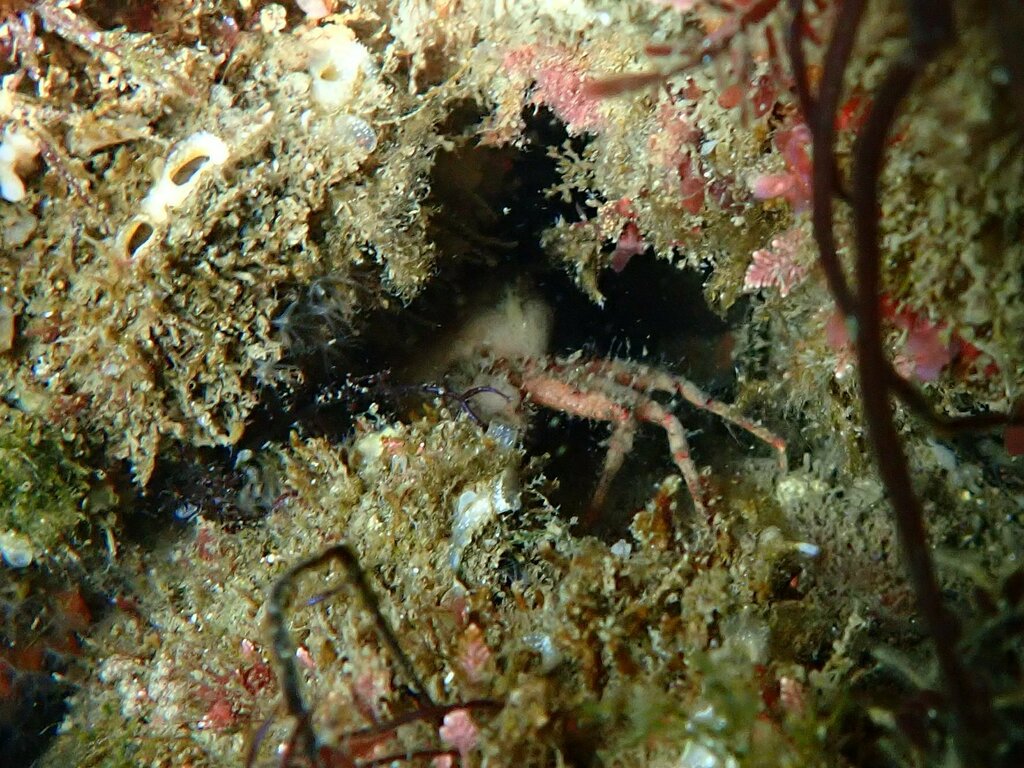 kelp-crabs-from-mission-beach-san-diego-ca-92109-usa-on-august-26