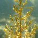Sargassum muticum - Photo (c) Alexis,  זכויות יוצרים חלקיות (CC BY-NC), הועלה על ידי Alexis