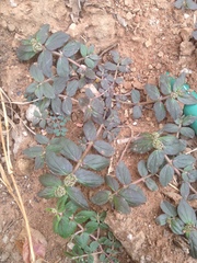 Euphorbia hirta