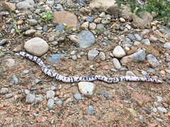 Amphisbaena fuliginosa