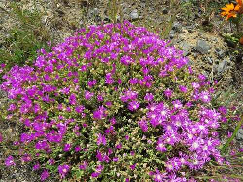 Drosanthemum subplanum