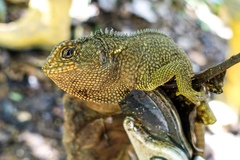 Enyalioides