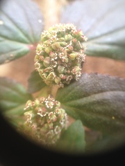 Euphorbia hirta