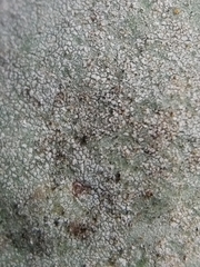 Umbilicaria vellea