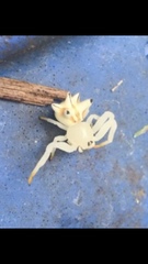 Epicadus heterogaster