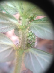 Euphorbia hirta