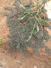 Euphorbia prostrata
