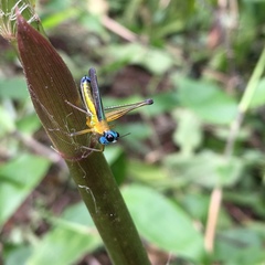 Eumastax