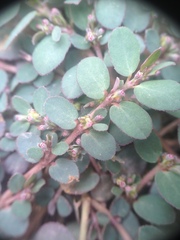 Euphorbia prostrata