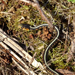 Thamnophis sirtalis concinnus