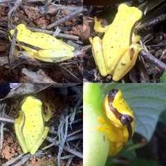 Dendropsophus rhodopeplus