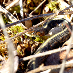 Thamnophis sirtalis concinnus