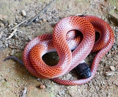 Drepanoides anomalus