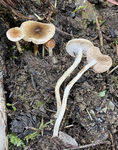 Hebeloma excedens