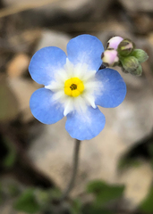 Mimophytum alienoides