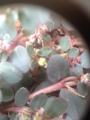 Euphorbia prostrata