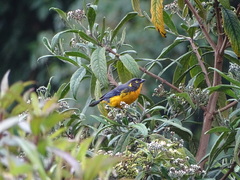 Anisognathus lacrymosus