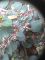Euphorbia prostrata