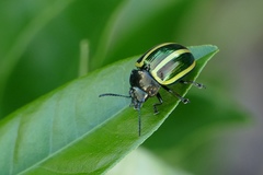 Desmogramma