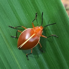 Ellipticus dorbignyi