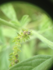 Heliotropium
