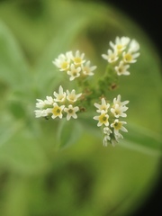 Heliotropium