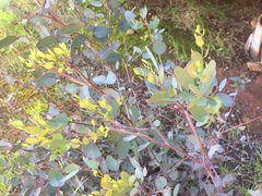 Arctostaphylos catalinae