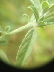 Heliotropium