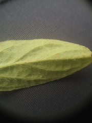 Heliotropium