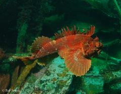 Hemitripterus americanus