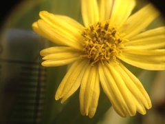 Sphagneticola brachycarpa