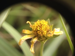 Sphagneticola brachycarpa