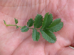 Acaena ovalifolia
