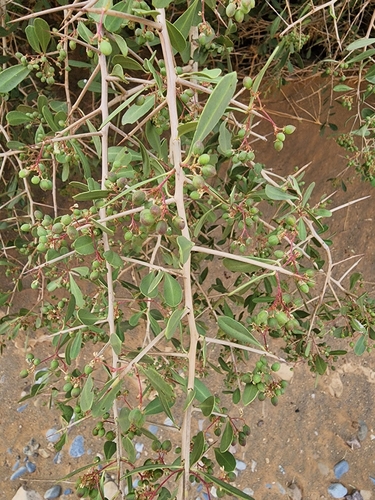 Gymnosporia senegalensis image