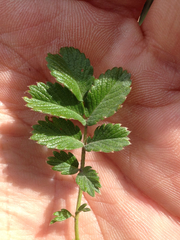Acaena ovalifolia