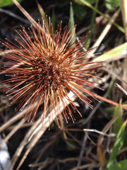 Acaena ovalifolia