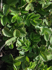 Acaena ovalifolia