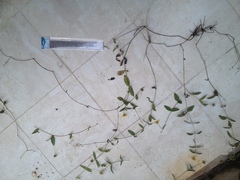 Sphagneticola brachycarpa