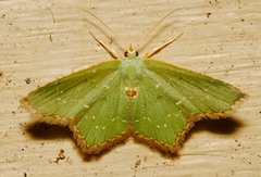 Chloropteryx tepperaria