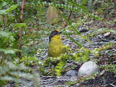 Atlapetes pallidinucha