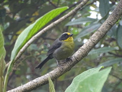 Atlapetes pallidinucha