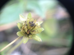 Sphagneticola brachycarpa