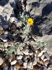 Thymophylla micropoides